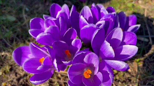First spring flowers of purple crocuses with bees growing in garden. High quality 4k footage