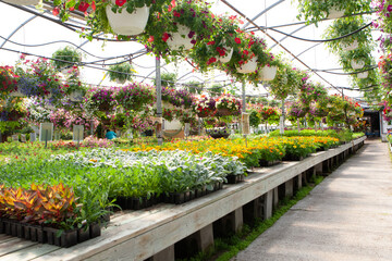 Industrial garden greenhouse