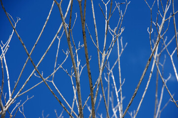 Bare tree branches under blue sky	
