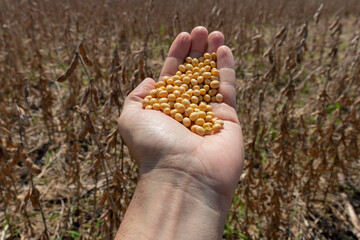 Man's hand full of soy beans and a background with a mature (dry) soybean crop ready to be harvested.