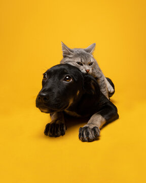 cachorros