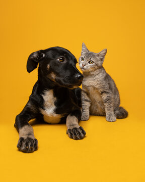 Cachorros