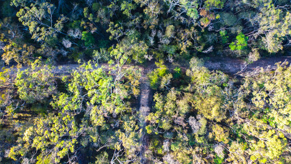The beautiful Tinchi Tamba Wetlands, seen from above; long wooden boardwalk leading through the mangroves. Brisbane, Queensland, Australia