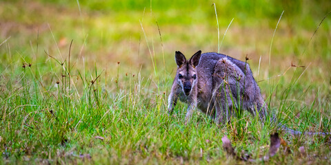 Beautiful cute Red-necked wallaby eats grass on field in Venman Bushland National Park near...
