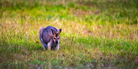 Beautiful cute Red-necked wallaby eats grass on field in Venman Bushland National Park near...