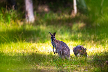 Obraz na płótnie Canvas Beautiful cute Red-necked wallaby with joey feeds on field in Venman Bushland National Park near Brisbane, Queensland, Australia