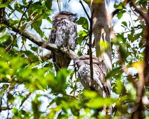 Camouflaged pair of Tawny frogmouth in different plumages sits on a branch spotted in  Venman Bushland National Park near Brisbane, Queensland, Australia