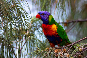 Beautifully colored common rainbow lorikeet parrot up close feeding on cones spotted on the Sunshine Coast near Coolum beach, Queensland, Australia
