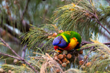 Beautifully colored common rainbow lorikeet parrot up close feeding on cones spotted on the Sunshine Coast near Coolum beach, Queensland, Australia
