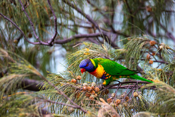 Beautifully colored common rainbow lorikeet parrot up close feeding on cones spotted on the Sunshine Coast near Coolum beach, Queensland, Australia
