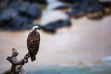 Majestic Eastern Osprey (Pandion haliaetus cristatus) sits up close on a branch with the beach in...