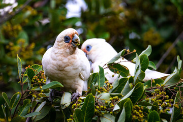 A beautiful, adorable little corella parrots (bare-eyed cockatoo) eats seeds on a bush up close spotted in Sunshine Coast, Queensland, Australia. Australian parrots. 