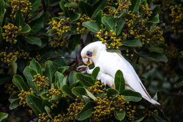 A beautiful, adorable little corella parrot (bare-eyed cockatoo) eats seeds on a bush up close...