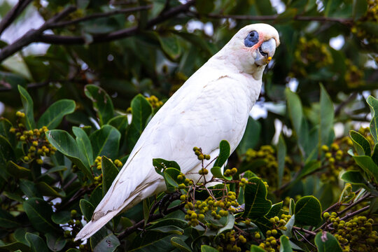A beautiful, adorable little corella parrot (bare-eyed cockatoo) eats seeds on a bush up close spotted in Sunshine Coast, Queensland, Australia. Australian parrots. 