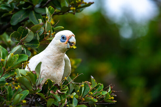 A beautiful, adorable little corella parrot (bare-eyed cockatoo) eats seeds on a bush up close spotted in Sunshine Coast, Queensland, Australia. Australian parrots. 