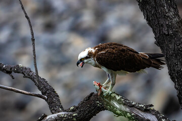 A beautiful eastern osprey (Pandion haliaetus cristatus) up close eating fish on a tree trunk. The bird spotted in Noosa National Park, Queensland, Australia. Australian birds of prey