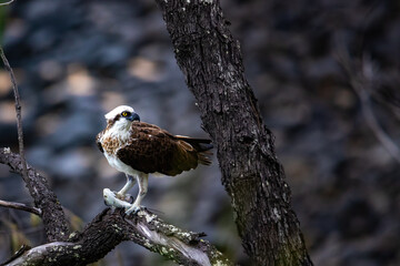 A beautiful eastern osprey (Pandion haliaetus cristatus) up close eating fish on a tree trunk. The bird spotted in Noosa National Park, Queensland, Australia. Australian birds of prey
