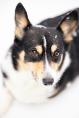 Portrait of a cute tri-colored Pembroke Welsh Corgi laying in a wintery park as snow falls....