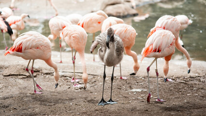 Fototapeta na wymiar pink flamingo in the zoo