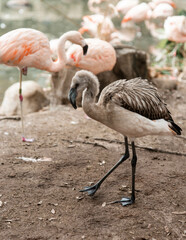 flamingo in the zoo