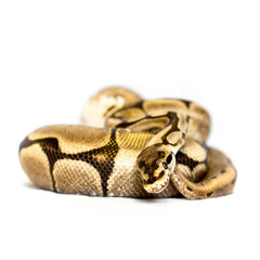 spider ball python