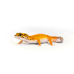 leopard gecko