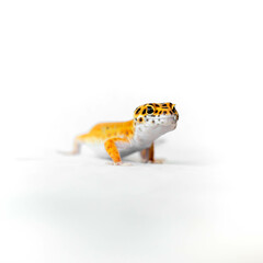 leopard gecko on white background