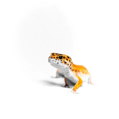 leopard gecko