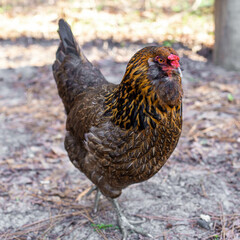 range chicken