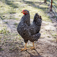 range chicken