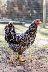 Chicken