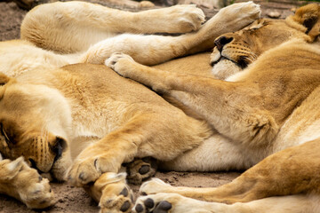 lion and lioness