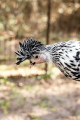 chicken closeup