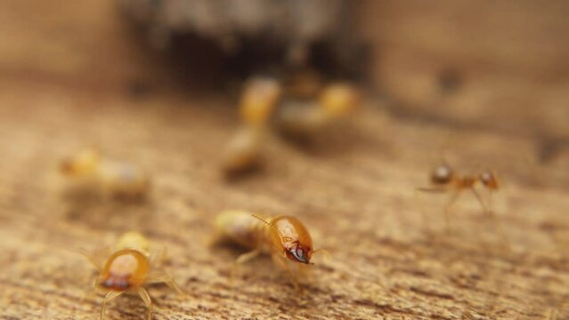 Termites are repairing their nest after it was damaged