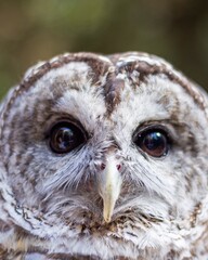 close up of an owl
