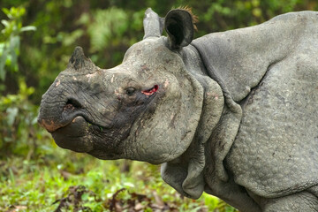 Indian one horned rhino or rhinoceros male in the grass land of Kaziranga national park in India
