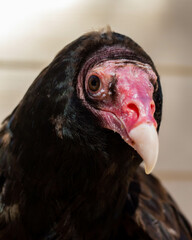 turkey vulture close up