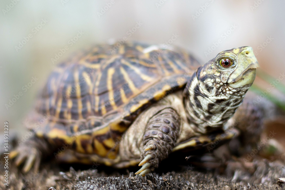 Wall mural box turtle