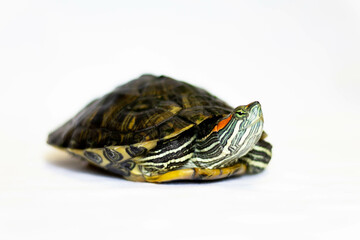 red eared slider