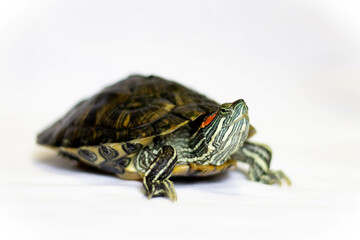 Obraz premium red eared slider