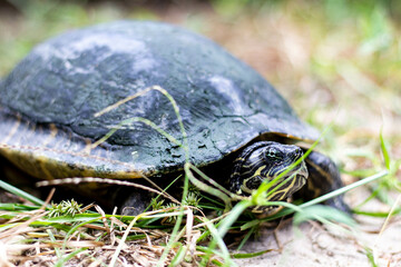 River cooter turtle