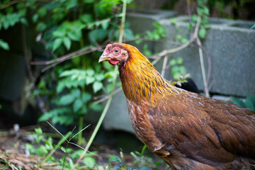 chicken on farm