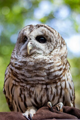 barred owl