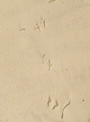 footprints on the sand