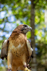 red tailed hawk