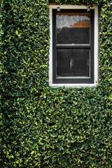 window on green wall