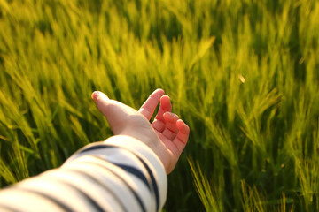 Female hand against grass. Girl runs her hand over the tall grass and touches. Walking in the...