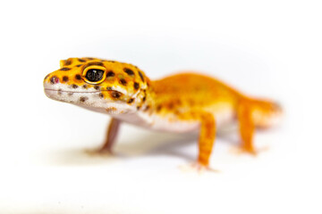 leopard gecko