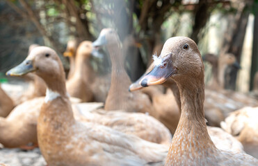 The large group of healthy brown ducks on a domestic farm for the agriculture concept.