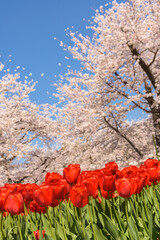 春色季節　桜とチューリップ風景